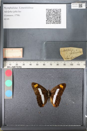 Media type: image;   Entomology 145310